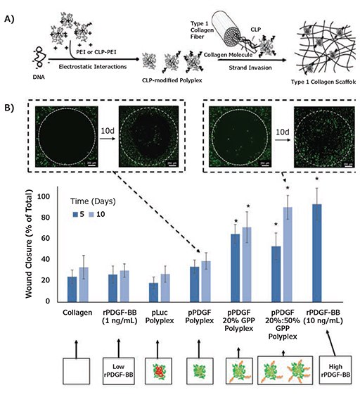Collagen-mediated pDNA complex delivery A) Schematic of DNA/Collagen modification using CMP hybridization. B) CMP display promoted sustained PDGF-BB expression that resulted in >50% increases in % in vitro wound closure relative to collagen containing either low doses of rPDGF-BB or non-modified polyplexes encoding PDGF-B within 10 days. Reproduced from Reference 2 with permission from The Royal Society of Chemistry and Reference 3 with permissions. Collagen-mediated pDNA complex delivery A) Schematic of DNA/Collagen modification using CMP hybridization. B) CMP display promoted sustained PDGF-BB expression that resulted in >50% increases in % in vitro wound closure relative to collagen containing either low doses of rPDGF-BB or non-modified polyplexes encoding PDGF-B within 10 days. Reproduced from Reference 2 with permission from The Royal Society of Chemistry and Reference 3 with permissions.