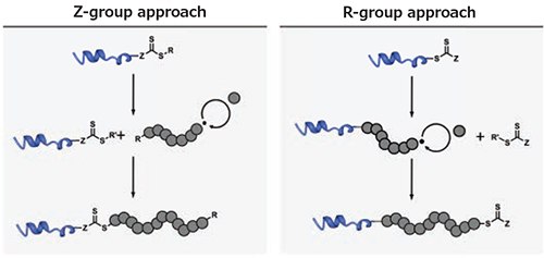 Comparison of the R- and Z-group approach using a RAFTbased grafting-from technique. The R’- leaving group of the chain transfer agent after the addition-fragmentation event has been omitted for clarity. Comparison of the R- and Z-group approach