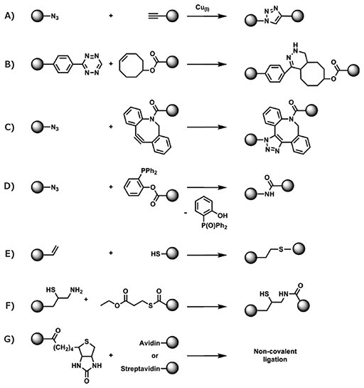Conjugation of RAFT polymers to non-naturally occurring functional group of proteins via A) copper(I)-mediated azide-alkyne cycloaddition, B) metal-free tetrazine−trans-cyclooctene ligation, C) metal-free ligation of dibenzocyclooctyne to an azide, D) Staudinger ligation of an azide with a phosphine, E) thiol-ene ligation, F) native chemical ligation of a thioester to a terminal cysteine, G) non-covalent ligation based on affinity of biotin with avidin or streptavidin. The spheres in this scheme are interchangeable and can represent either the polymer or the protein molecules. Conjugation of RAFT polymers