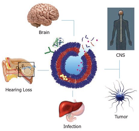 Functionalized polymersomes are used for diagnostic and therapeutic applications. Targeted drug delivery to various organs have major research focus on neurodegenerative diseases, cancer treatment, sensorineural hearing loss, infection and inflammation detected in the CNS, brain, tumor cells, cochlea, and macrophages, respectively. Functionalized polymersomes