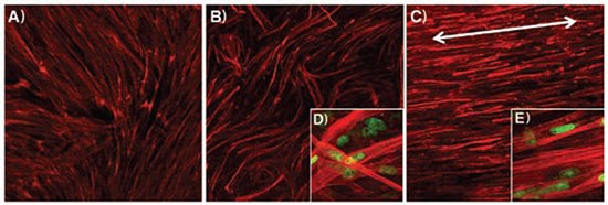 Immunofluorescent images of F-actin of skeletal muscle cells on electrospun PCL/collagen nanofibers
