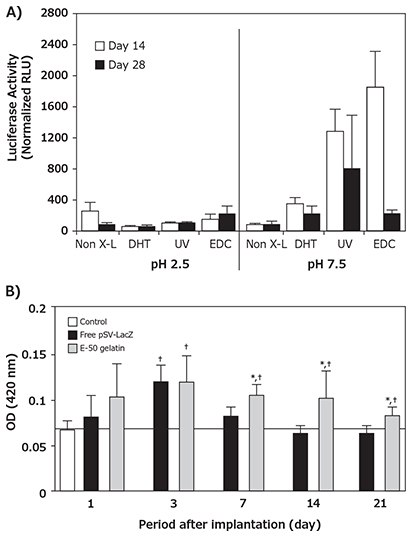 Collagen-mediated naked pDNA delivery A) Different physical and chemical crosslinking techniques promoted significantly different magnitudes and durations of in situ transgene expression within pDNA GSCG matrices encoding luciferase over at 28 day period. B) The implantation of cationized gelatin hydrogels incorporating pSV-lacZ into the femoral muscle of mice promoted sustained and higher transgene expression than free pDNA over a 21 day period. Reprinted with permissions from Mary Ann Liebert (Reference 6), copyright (2002) and Elsevier Ltd. (Reference 8), copyright (2003). Collagen-mediated naked pDNA delivery