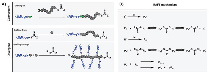 Possible strategies for the synthesis of peptide-polymer conjugates using a RAFT methodology. B) Mechanism of RAFT polymerization. Mechanism of RAFT polymerization
