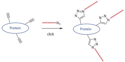 Polymers generated by RAFT and functionalized with a clickable azide can be used to form polymer-protein bioconjugates. Polymers generated by RAFT