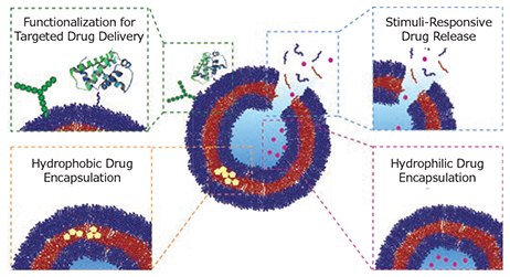 Schematic highlighting the advantages of polymersomes for drug delivery. Surface functionalization of polymersomes with carbohydrates, proteins, or small molecules allows for polymersome targeting to specific locations within the body (green box). Stimuliresponsive drug release allows for controlled drug delivery (blue box) of hydrophilic drug molecules, loaded within the polymersomes core (pink box) and hydrophobic drug molecules, loaded within the polymersome membrane bilayer (orange box). Schematic highlighting the advantages of polymersomes for drug delivery.