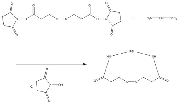 Reaction scheme for the conversion of PEI primary amines with dithiobis(succinimidyl propionate) (DSP). The resulting disulfide bonds are easily cleaved by reducing agents. Reaction scheme for the conversion of PEI primary amines with dithiobis(succinimidyl propionate) (DSP)