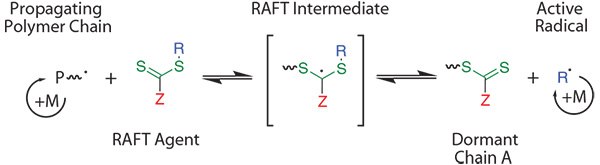 Simplified mechanism of a RAFT polymerization. Essentially, a radical (in the form of a propagating polymer chain) reacts with a RAFT agent, which can reversibly fragment to create a new active radical (in blue). As the radical reacts with nearby monomer units, “R” will represent a second propagating polymer chain. This results in the thiocarbonylthio group (in green) transferring from chain to chain acting as a “protecting group.” The Z group (in red) dictates which types of monomers can be effectively controlled. Simplified mechanism of a RAFT polymerization.