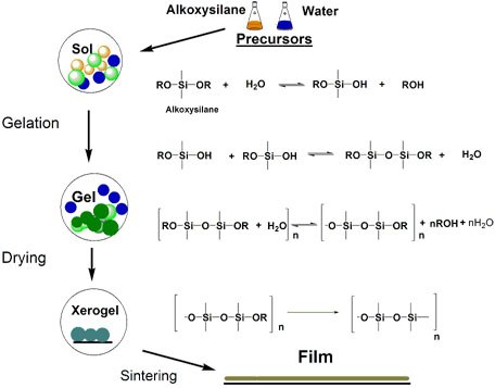 Transformations of alkoxysilanes during the Sol-Gel process through a series of subsequent hydrolysis, condensation and thermal treatment steps. alkoxysilanes