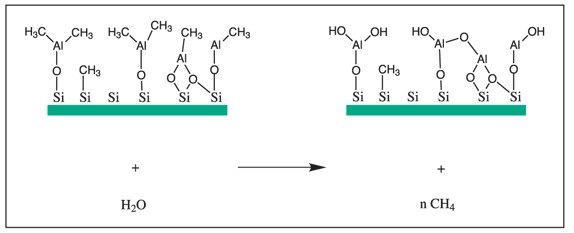 The reaction of surface alkylaluminum groups with water.