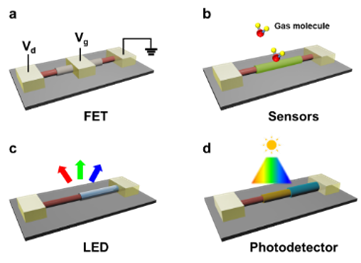Schematic diagrams of a device using the 1D vdWHs: <b>A</b>) a “gate-all-around” field-effect transistor, <b>B</b>) a chemical or biological sensor, <b>C</b>) LED, <b>D</b>) broadband spectrum photodetector. Schematic diagrams of a device using the 1D vdWHs