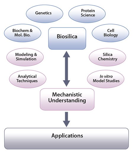Scheme showing how the study of biosilica formation can lead to mechanistic understanding and generate applications. Image adapted from Patwardhan, Chem. Commun. 2011. cheme showing how the study of biosilica formation