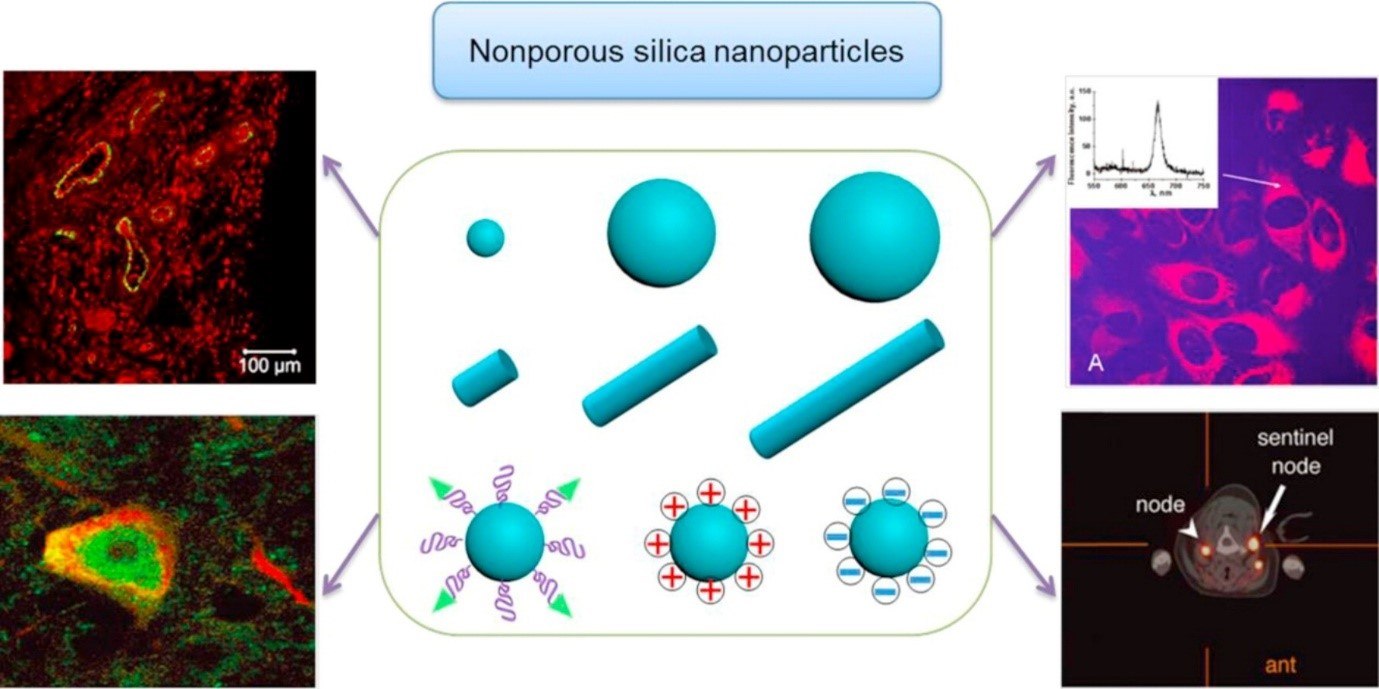 SiNPs used in nanomedicine SiNPs used in nanomedicine. (Reprinted with permission from Reference 1, Frontiers Media S.A., 2018.)