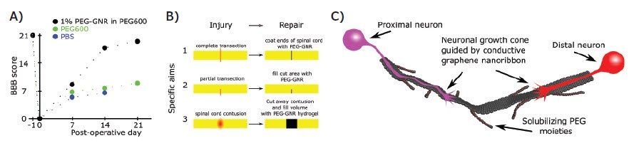 Mobility recovery of a single rat following intra-topical application of 1% PEG-GNRs in PEG600 to blunt ends of transected spinal cord compared to PEG600 alone and PBS alone.