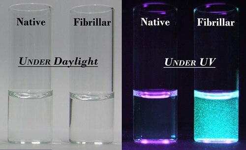 Photographs of mixtures of BSPOTPE with native and fibrillar forms of insulin taken under normal laboratory lighting and illumination with a UV light of 365 nm