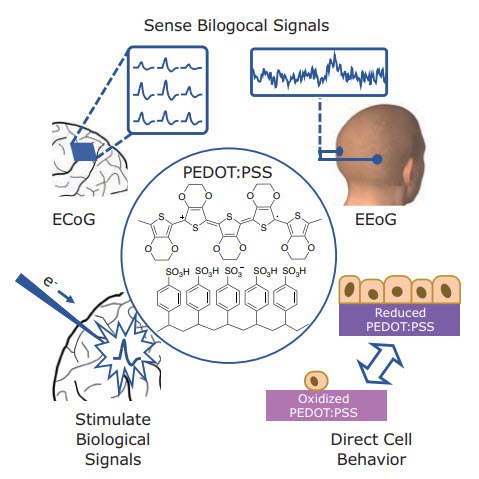 tructure of PEDOT:PSS and examples of applications in electrical recording and stimulation.