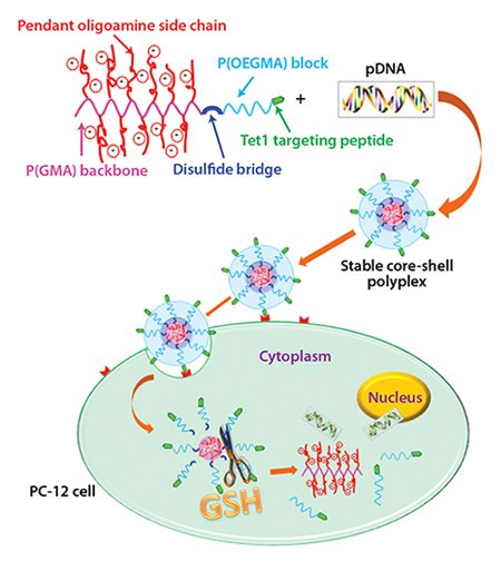 Illustration for P(OEGMA)15-SS-P(GMA-TEPA)50 cationic polymer, DNA condensation, cell binding, endocytosis, and proposed route for subsequent reduction-triggered intracellular unpackage of pDNA. Copyright (2012) American Chemical Society.<sup>30</sup> Pendant oligoamine side chain