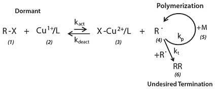 The ATRP equilibrium equation