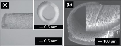 (a) Side and cross-sectional (inset) view of an electrospun PPC tube. Reprinted from Ref. 20 with permission from Blackwell Publishing. (b) Cross-sectional view of a nerve conduit with aligned GDNF-encapsulated fibers. Reprinted from Ref. 21 with permission from Wiley-VCH. Side and cross-sectional