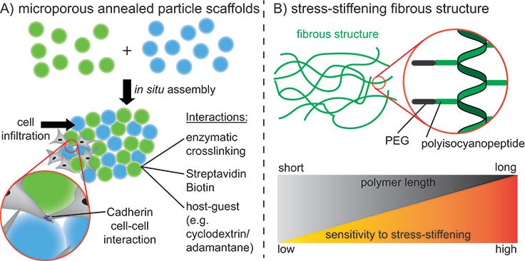 <b>A)</b> Assembly of spherical microgels using different interactions to promote cell infiltration into the scaffold and cell-cell interactions. <b>B)</b> Stressstiffening fibrous structures using polyisocyanopeptides. Different polymer lengths can be used to control the stress-stiffening properties. Interconnected microporous annealed particle scaffolds (MAPs)