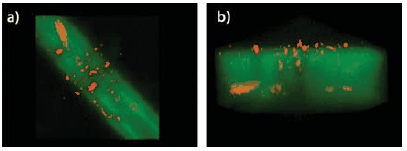 Cell migration confined to channels patterned using transparency-based photolithography with monoacrylate-derivatized, fluorescently-labeled RGDS. These patterned channels were created within a pre-formed collagenase-degradable PEGDA hydrogel. (a) A top view of a 3D OsiriX volume rendering of a confocal image series (zstack) of the patterned hydrogels (acrylate-derivatized RGDS (green) and HT-1080 cell clusters (red-orange)). (b) A side view of a 3D OsiriX volume rendering of a confocal image series (z-stack) of the patterned hydrogels (acrylate-derivatized RGDS (green) and HT-1080 cell clusters (red-orange)). The apparent unevenness in RGDS intensity observed in (b) is primarily due, not to actual unevenness in RGDS patterning intensity, but to imaging artifacts. cell migration