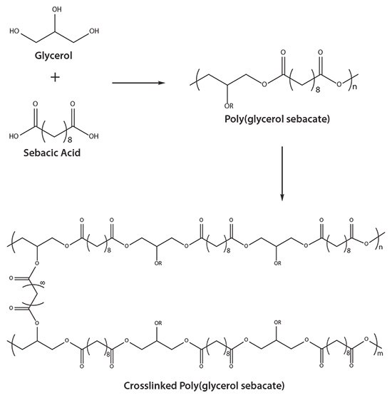Reaction schematic for poly(glycerol sebacate)