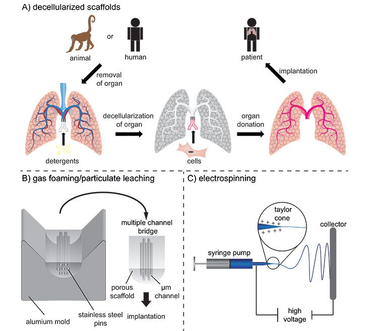 <b>A)</b> Decellularization of tissues and subsequently recellularization for the production of vascularized tissue engineering constructs for potential implantation. <b>B)</b> Production of multiple channel spinal cord bridges using a gas foaming/particulate leaching technique. <b>C)</b> Electrospinning of nano- and micrometer sized fibers for implantable scaffolds. Fabrication of tissue constructs in different sizes and complexities