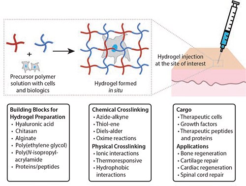 Injectable hydrogels for cell delivery and tissue engineering applications. Injectable hydrogels can be prepared using a variety of natural and synthetic polymers, recombinant proteins, and peptides. These base materials have been crosslinked in the presence of cells, biologics, and tissues using chemical reactions or physical interactions. Such injectable hydrogels formed in situ have been used to deliver various therapeutic cells or biologics (e.g., growth factors, chemokines for modulating the function endogenous cells) to promote the regeneration of tissues, including bone, cartilage, and skin (depicted here). Injectable hydrogels for cell delivery and tissue engineering applications