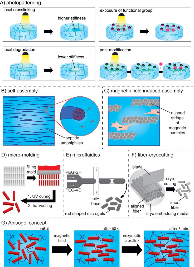 <b>A)</b> Photopatterning resulting in local crosslinking or degradation, exposure of functional groups, or post-functionalization. <b>B)</b> Self-assembly of peptide amphiphiles. <b>C)</b> Aligned strings of magnetic particles in a magnetic field. <b>D)</b> In mold polymerization method and <b>E)</b> Microfluidics for preparation of rod-shaped microgels (PEG-SH: PEG-thiol and PEG-VS: PEG-vinylsulfone). <b>F)</b> Spinning/microcutting combinatorial method for short fiber production. <b>G)</b> Concept of the Anisogel. Technologies to induce hierarchy and orientation into hydrogels