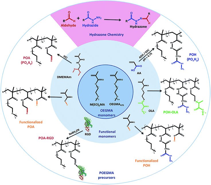 Library of functionalized hydrazide and aldehyde-functionalized poly(oligoethylene glycol methacrylate)