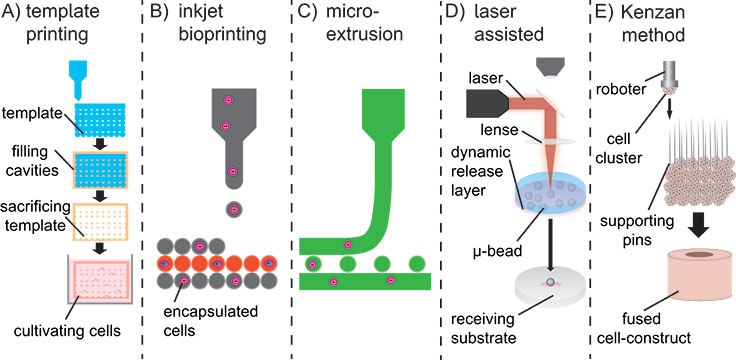 <b>A)</b> Sacrificial templates to create macroscopic hydrogels. <b>B)</b> Droplet-wise inkjet bioprinting. <b>C)</b> Continuous line printing using micro-extrusion. <b>D)</b> Laser-assisted bioprinting using focused pulsed laser to shoot micro-beats on a receiving substrate. <b>E)</b> Kenzan method to print cell spheroids directly without using supporting hydrogel-scaffolds. Fabrication methods for hydrogel-based scaffolds