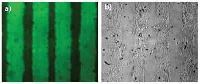 Transparency-based patterning. (a) Pattern of fluorescently labeled, monoacrylate-derivatized cell adhesion peptide Arg-Gly-Asp-Ser (RGDS) formed on the surface of an existing PEGDA hydrogel network using transparency-based photolithography. (b) Associated human dermal fibroblast surface adhesion demonstrating that unpatterned regions remain bioinert. Transparency-based patterning