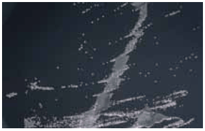 Campylobacter colonies on mCCDA Campylobacter colonies on mCCDA