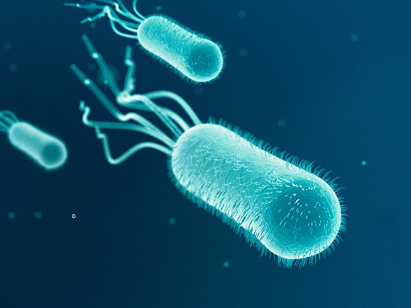 Scanning electron micrograph of Escherichia coli Scanning electron micrograph of Escherichia coli