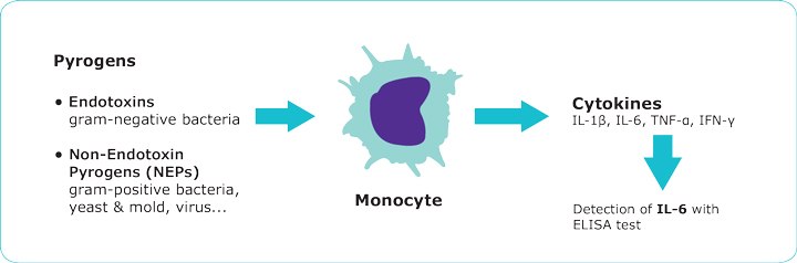 Cell line-based pyrogen test