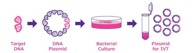 Plasmid generation for <i>in vitro</i> transcription (IVT). Following gene synthesis, cloning of the target DNA uses a plasmid vector (pDNA). The pDNA is expanded in bacterial culture, then purified using nucleic acid purification methods, such as silica-based membranes in spin columns. Steps in plasmid generation for in vitro transcription (IVT).