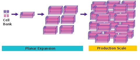 Adherent cell culture begins with a cell bank that undergoes planar expansion before production scaling in a large number of flasks. Adherent cell culture process for viral vector production