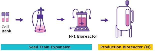 The suspension process for viral vector production begins with inoculating the cell bank for seed train expansion before the expanded culture is placed into a production bioreactor. Suspension Process for Viral Vector Production