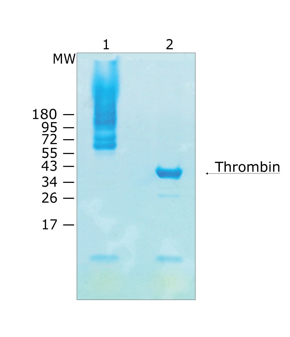 Biotinylation degree of biotin-tagged, thrombin protease Gel-shift analysis of biotinylation degree of biotin-tagged, thrombin protease