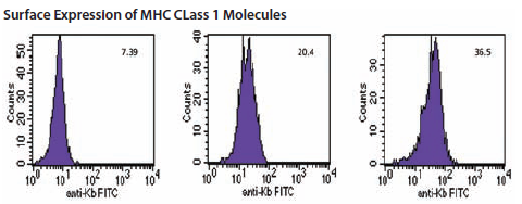 Flow cytometry plots of MHC class I (Kb) expression on RMA-S cells following 3-hour incubation at 37 °C without peptide (left), with the previously defined epitope, SIINFEKL (center), and with the novel epitope, STYKNYPLL (right). Values are mean fluorescent intensity. Flow cytometry plots of MHC class I (Kb) expression on RMA-S cells