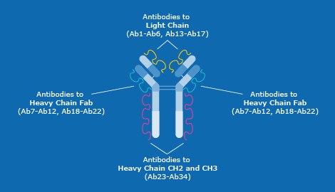 Distribution of the 34 antibodies in the Antibody Array