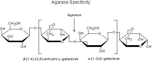 Agarase Specificity Agarase Specificity