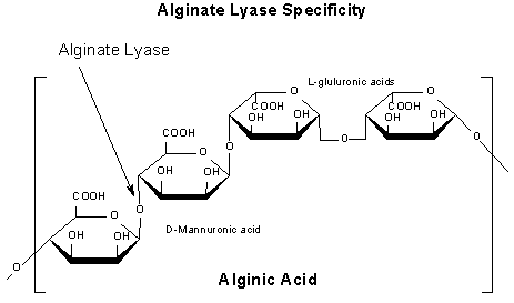 Alginate Lyase and Alginic Acid Alginate Lyase and Alginic Acid