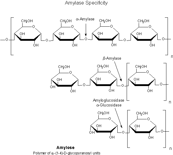 Amylase Specificity - Amylose Amylase Specificity - Amylose