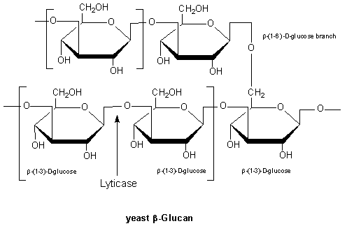 Polymer of β-(1-3)-D-glycopyranosyl units with branching at β-(1-6)-D-glycopyranosyl units. Polymer of β-(1-3)-D-glycopyranosyl units with branching at β-(1-6)-D-glycopyranosyl units.