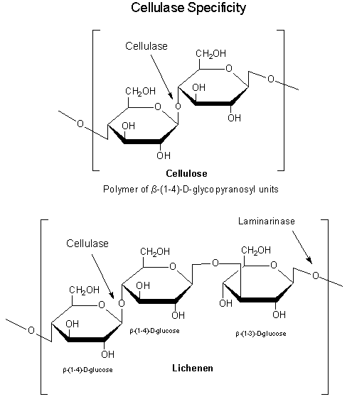 Repeating linear polymer of two β-(1-4)-D-glycopyranosyl and one β-(1-3)-D-glycopyranosyl unit. Cellulase Specificty