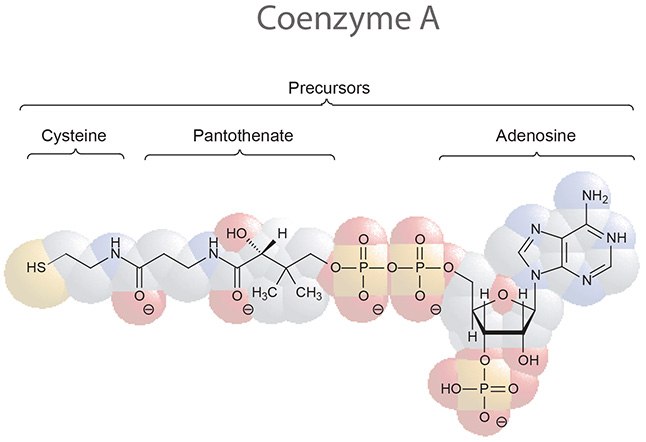 Coenzyme A Coenzyme A