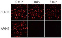 Relative photostability of CF633 and Alexa Fluor 647 (AF647) goat anti-mouse conjugates. Jurkat cells were fixed, permeabilized and stained with rabbit anti-CD3 followed by CF633 or Alexa Fluor<sup>®</sup> 647 goat anti-rabbit IgG conjugates. Samples were imaged using a mercury arc lamp microscope equipped with a Cy5 filter set and CCD camera. Sequential images were captured at 0, 1, and 5 minutes. Relative photostability of CF633 and Alexa Fluor 647 (AF647) goat anti-mouse conjugates