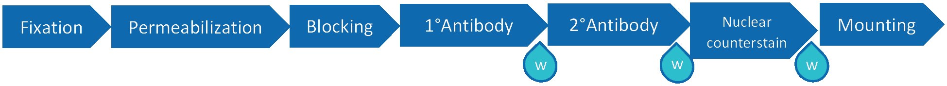 Fluorescent immunodetection Fluorescent immunodetection