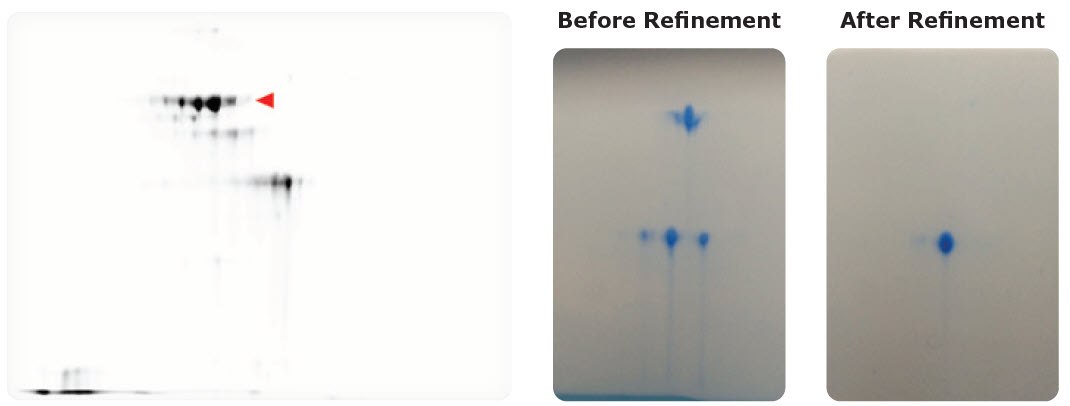 Protein Separation and Analysis for Downstream Applications