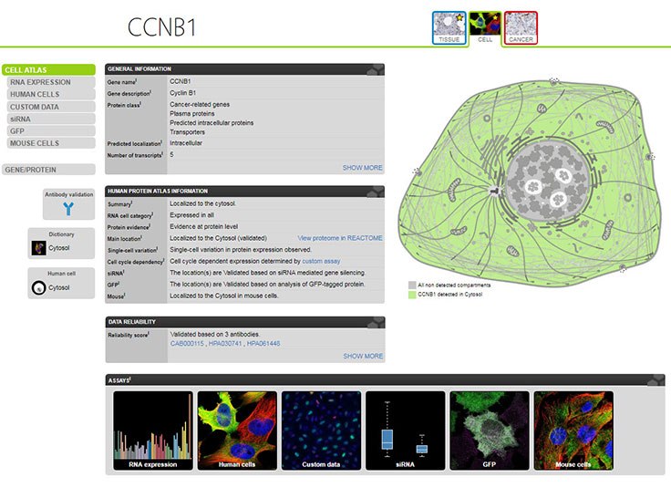 CCNB1 (cyclin B1) antibody information in The Cell Atlas online tool. CCNB1 (cyclin B1) antibody information in The Cell Atlas online tool.